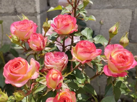 爱丽丝玫瑰的花语与寓意：纯真与奇迹的浪漫诠释