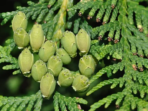 崖柏是保护植物吗？揭秘“植物大熊猫”的生存现状与保护意义