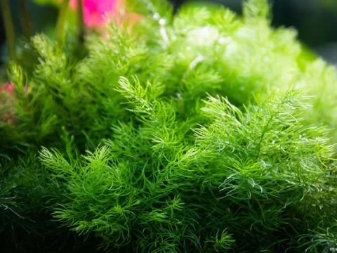 水草种子拉丝能发芽吗？揭秘水下种植的关键细节