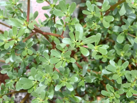 路边常见的200种野花野草：自然界的宝藏，快来看看你认识几种（上）