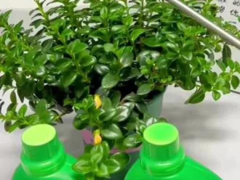 营养液浇花的正确使用方法：新手也能秒懂的“养花秘籍”