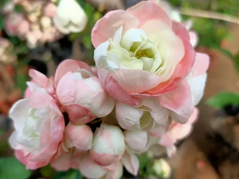 大花彩玉海棠的种植方法和注意事项