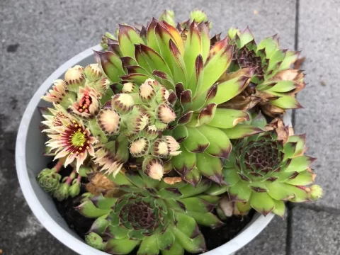 观音莲开花罕见吗？揭秘多肉界的“生命绝唱”与养护技巧
