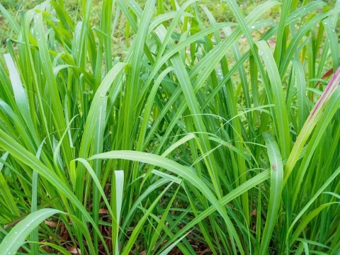 柠檬草的花语与寓意：清新、治愈与无法言说的爱