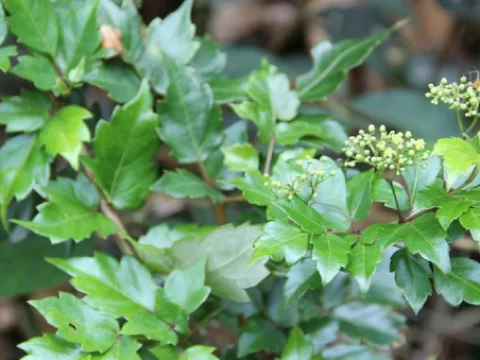 显齿蛇葡萄叶与莓茶的区别：从“野藤”到“神茶”的蜕变之路