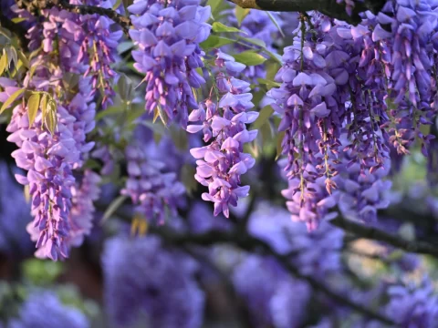 六月花有哪些？10大盛夏绽放的绝美花卉盘点