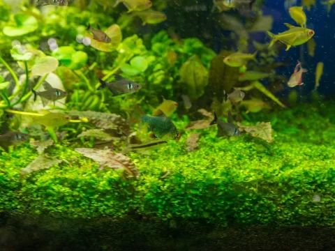 鱼缸水发绿最佳解决办法：5种科学方法快速见效