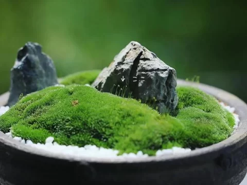 苔藓的寿命有多久？揭秘“小矮人”的生命周期与生存智慧