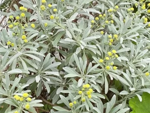 芙蓉菊的养殖方法和注意事项全攻略