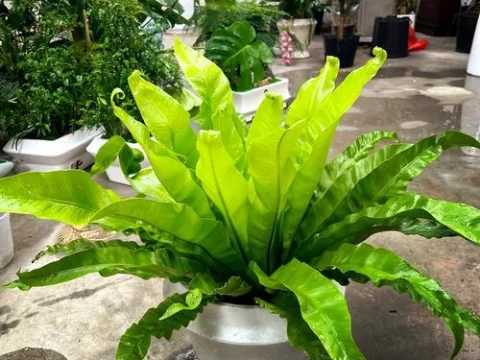 鸟巢蕨的养殖方法和注意事项