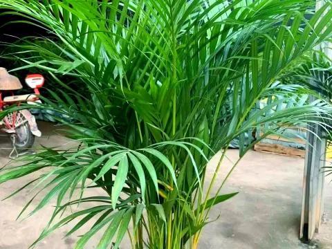 加湿植物排名第一！散尾葵：天然加湿器的养护全攻略
