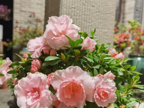 桃梅锦杜鹃花的优缺点解析：养护技巧与避坑指南