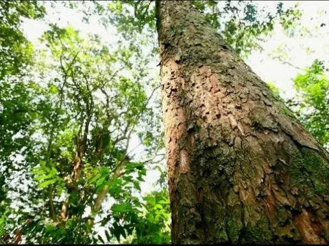 中国10大名贵树木排名：价比黄金的“绿色瑰宝”