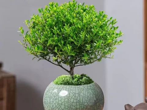 小叶赤楠是喜阴还是喜阳？掌握3个关键点，新手也能养出红果绿叶