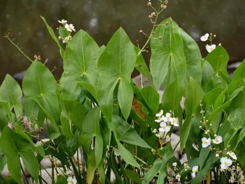 茨菰是什么东西？一文揭秘这种“水中珍宝”的奥秘