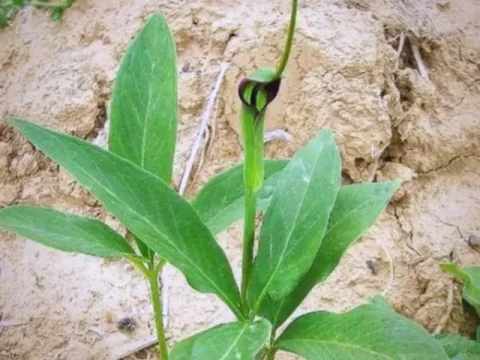 半夏的种植方法与注意事项