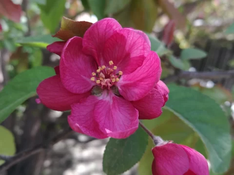 红吉海棠一年开几次花？花期与养护全解析
