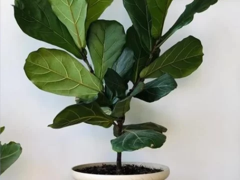 【琴叶榕的花语和寓意】——解读这种优雅植物的情感密码