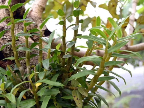 石斛生长在哪里？揭秘这种珍贵药材的自然家园
