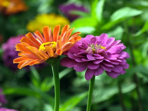 植物界的“三巨头”：揭秘植物三大科及其重要性