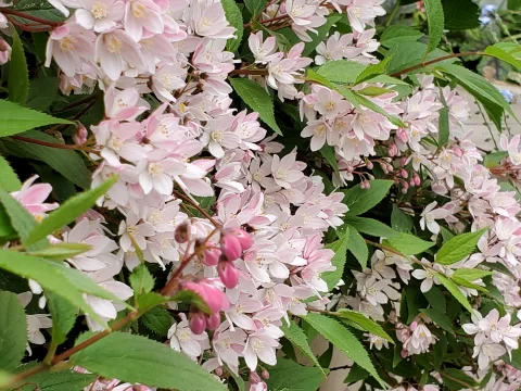 溲疏花种植全攻略：从选苗到盛放的细致指南