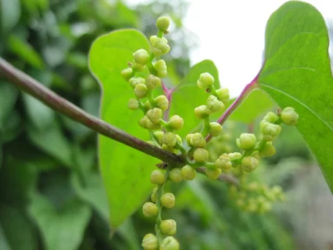 【山药花又叫什么花】——揭秘这种美丽花朵的别称与独特魅力