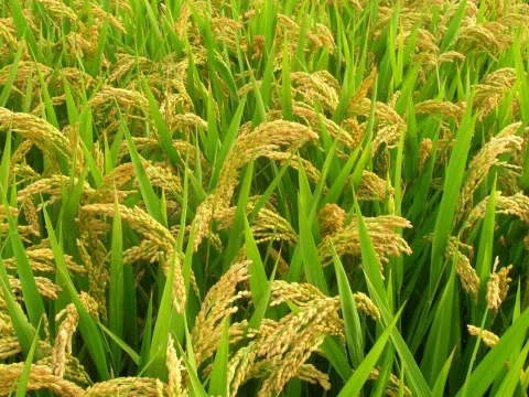 水稻和稗草的区别：农民必知的田间识别指南