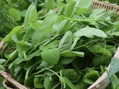 豌豆尖花语：清新与希望的绿色象征