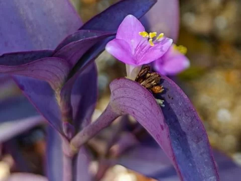 紫色吊兰叫什么？揭秘这种独特植物的学名与养护技巧