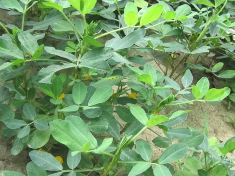 种花生行距株距是多少？科学种植方法助你高产丰收