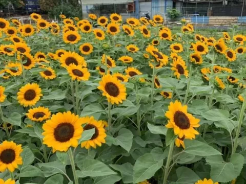 文森特向日葵种植全攻略：从播种到盛开的秘诀