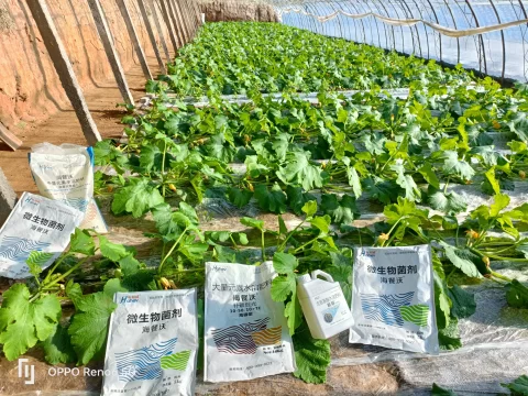 什么是水溶肥？一文读懂高效施肥新选择