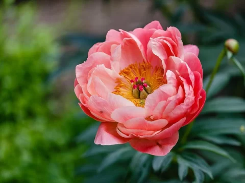 北方芍药花什么时候种植最好？种植指南全解析
