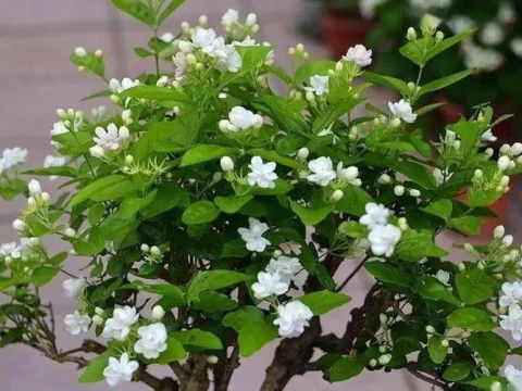 茉莉花叶子发黄干枯掉叶子怎么办？5个实用解决方法分享