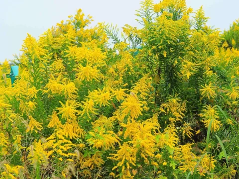 黄莺花的花语和寓意