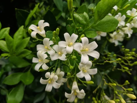 夜来香枯萎还能再发芽吗？拯救枯萎夜来香的实用指南