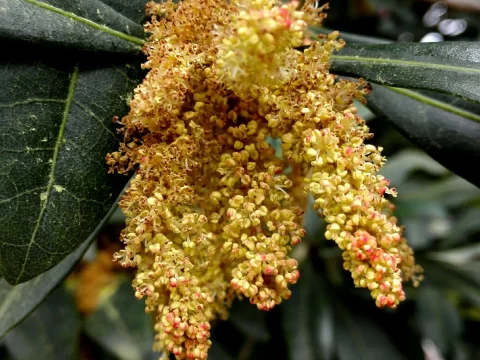 杨梅什么时候开花？揭秘杨梅花期与果实成熟的关系