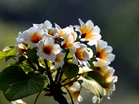 油桐花的花语：解读初夏白色浪漫的深刻寓意