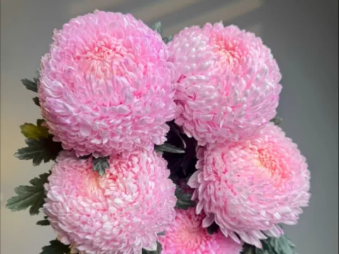 牡丹菊的花语与寓意：富贵吉祥的美丽象征