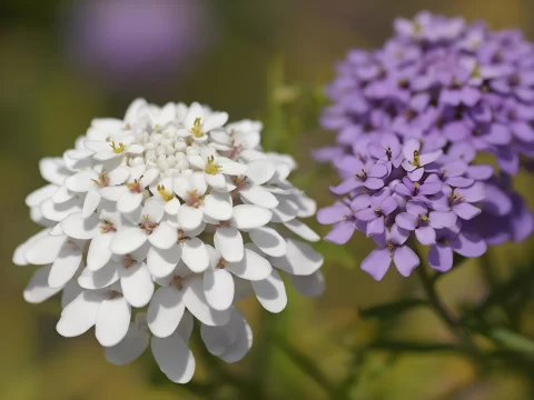 曲屈花的花语：坚韧与希望的生命之歌