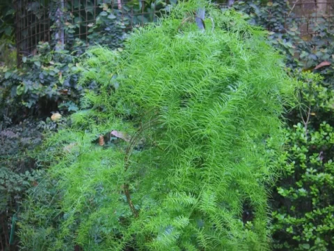 天门冬的种植方法和注意事项
