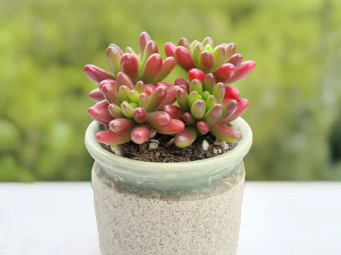 【虹之玉多肉的花语和寓意】——小巧玲珑的生命之美