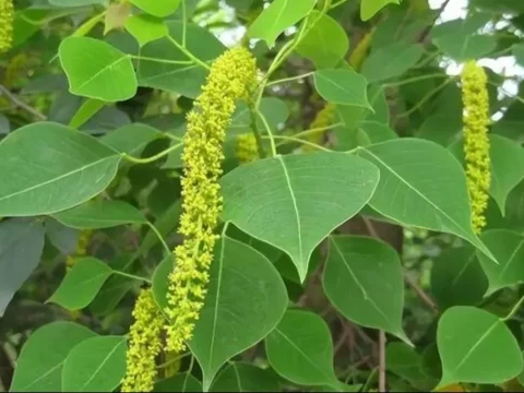 乌桕树的寓意与象征意义：自然中的坚韧与诗意