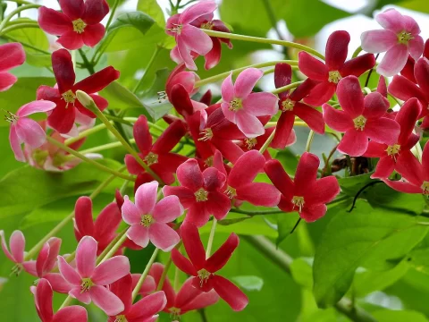 使君子不能乱栽的三大原因及正确种植方法