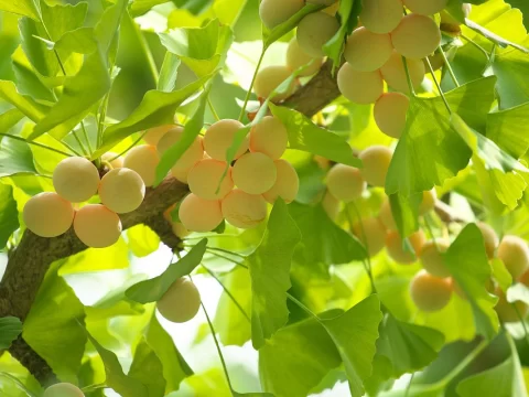 【蚊虫最怕的三种树】天然驱蚊利器，让夏日更安心