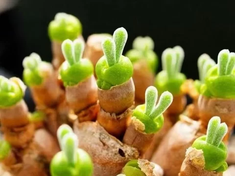 超萌的10种多肉植物推荐：治愈系小盆栽点亮你的生活