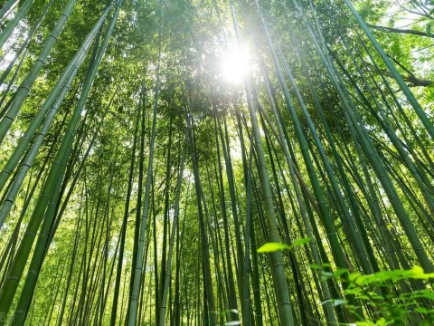 竹子有几个品种？探索竹子世界的多样性界的多样性