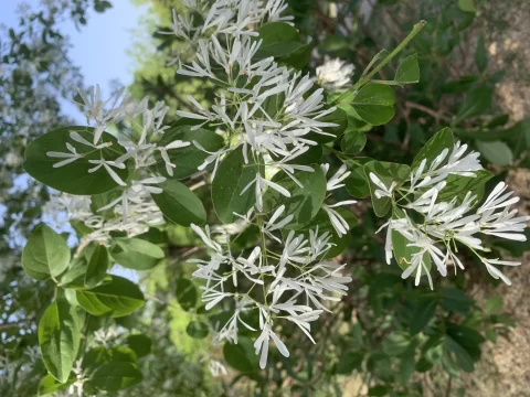 流苏树花语：纯洁与坚韧的象征