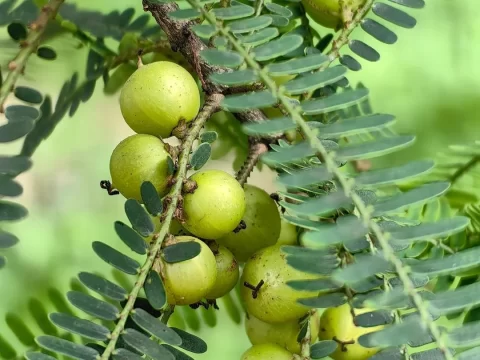 藏药余甘子：几年开花结果？揭秘这一珍贵药材的生长周期