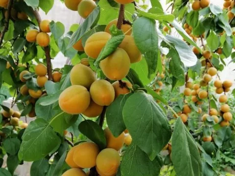 杏树几年才结果呢？——从种植到收获的全过程解析